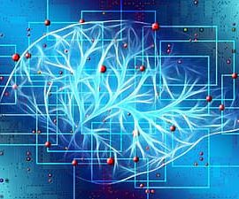Brain (pikist.com)